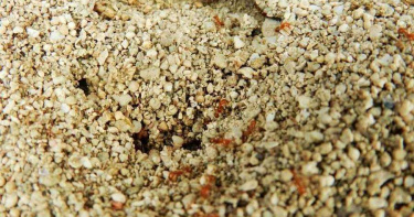 婦人遭螞蟻咬傷，人竟一度陷入昏迷。（圖／翻攝照片，中國時報楊漢聲台東傳真）