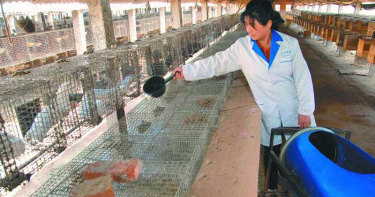 新冠病毒恐消滅亞非瀕絕靈長類 野生動物將成難控變異病毒庫