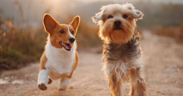 敢殺我的愛犬!老爸報仇「怒轟親生兒」 激烈槍戰父子雙雙賠命
