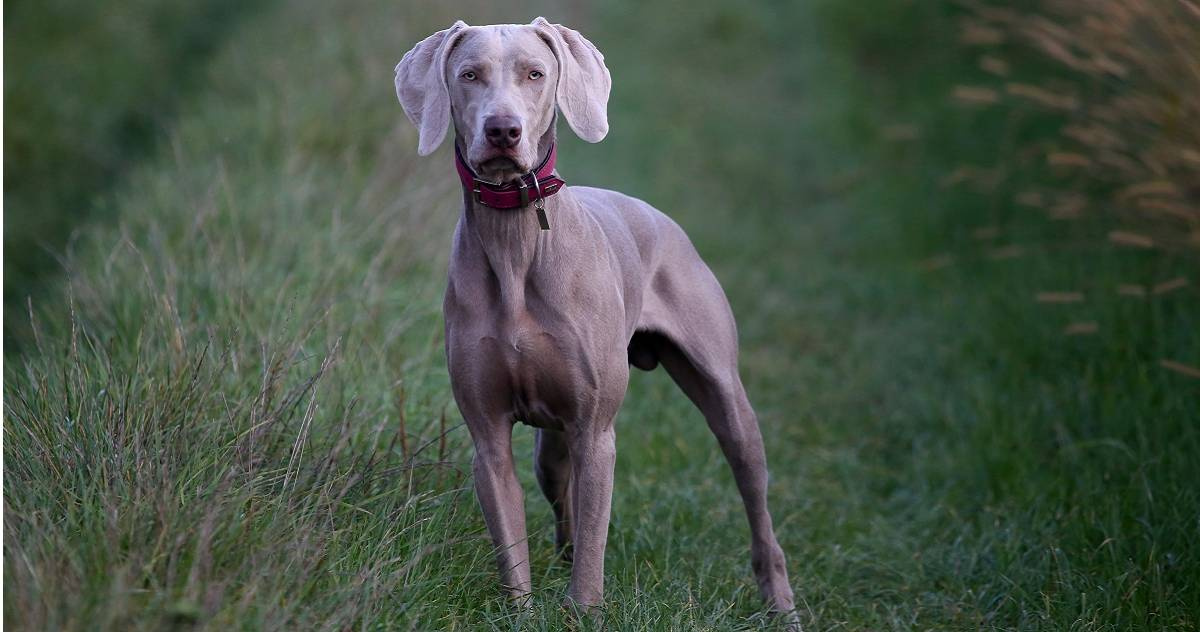 Tragic Dog Attack 6YearOld Boy Killed by Pet Dogs in Portland, USA
