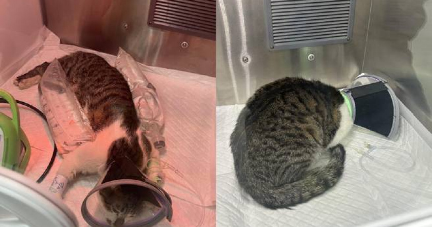 男子失戀暴走狂砸貓咪釀1死1重傷。（圖／翻攝畫面）