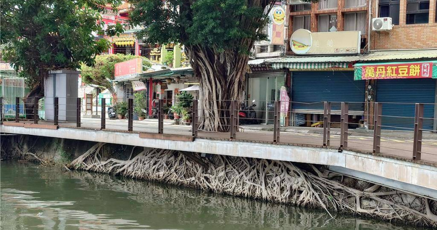 蓮池潭「天空之城樹」爆紅，不過蓮池潭近年要做人行道拓寬工程，恐失去此特殊景觀，多方團體奔走請命保留，高雄市觀光局表示尊重地方意見，暫時取消拓寬計畫。（圖／中國時報記者任義宇攝）