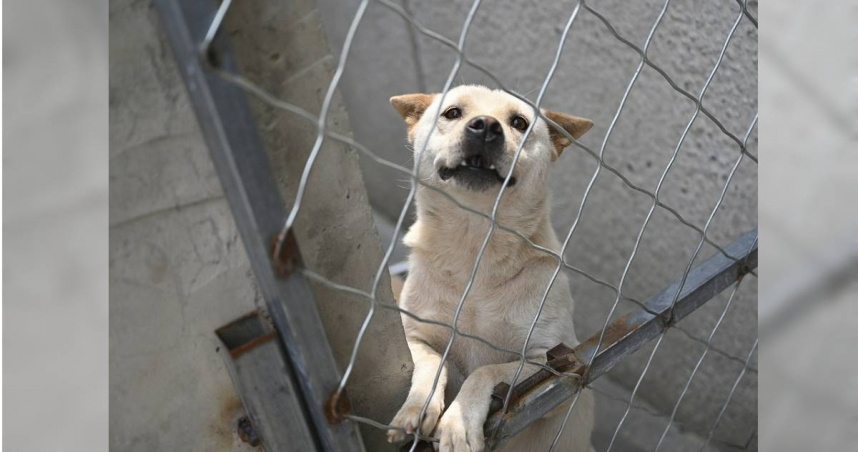 南韓的狗肉文化已有數百年歷史，儘管隨著專法上路起到遏止作用，但其他相關問題仍浮上檯面。（示意圖／達志／美聯社）
