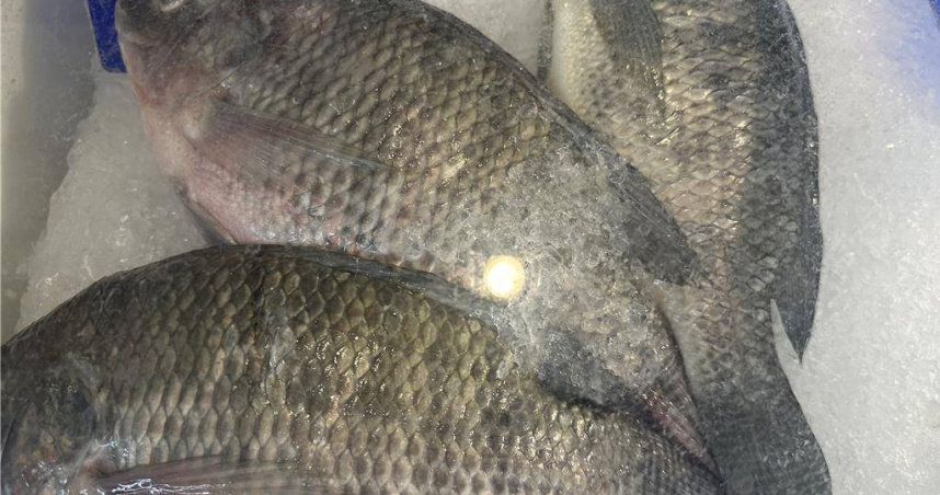 冷凍魚示意圖，非當事魚種。（圖／中國時報記者蔡旻妤攝）