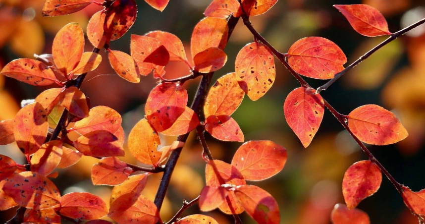 篠安老師分享12星座一周運勢。（示意圖／Pixabay）