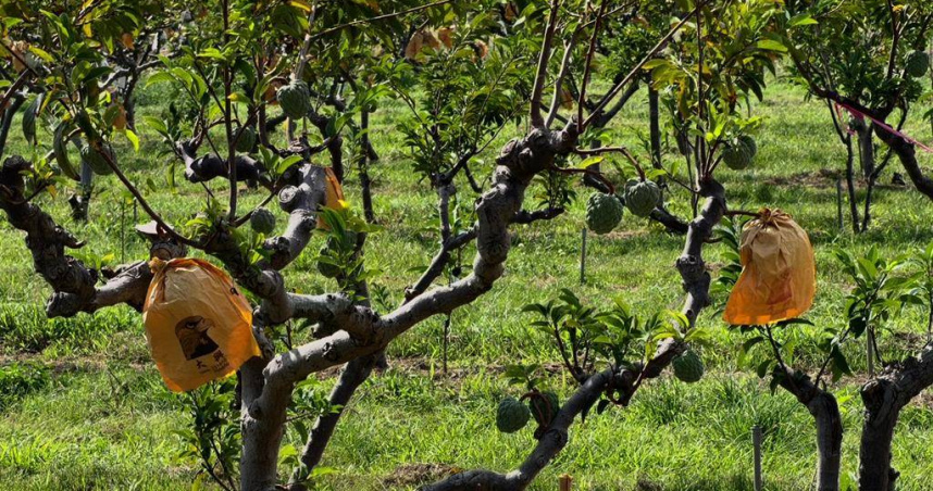卑南太平釋迦近日常遭竊。（圖／讀者提供）