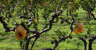 卑南太平釋迦近日常遭竊。（圖／讀者提供）