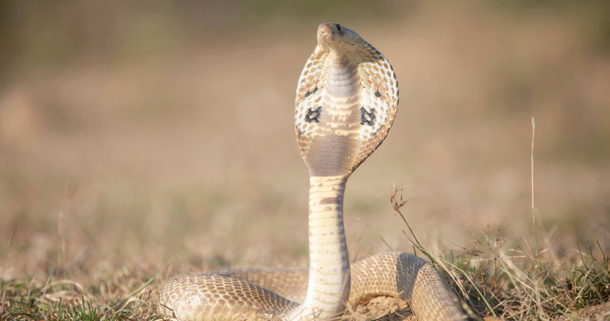 （示意圖／Pexels）