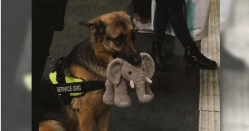 美國一隻德國牧羊犬名為萊克（Ryker），因太喜歡自己的大象玩偶，竟導致沒能通過服務犬資格考試。但萊克超萌的模樣，在社群上曝光後融化一票網友的心。（圖／翻攝自X／AcervoCharts）
