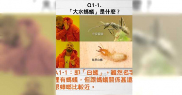 梅雨季白蟻「分飛求偶」 專家:和蟑螂較相近