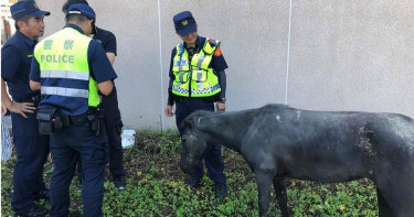 馬匹街上遊蕩 警察充當馬伕照顧