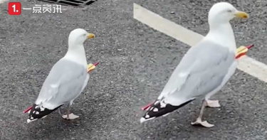 箭矢刺穿海鷗胸口!牠飛奔速食店大嗑炸雞…網驚:根本不死鳥