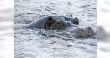 男童湖邊玩耍遭「河馬」狠咬拖進水中亡 目睹居民崩潰驚恐尖叫