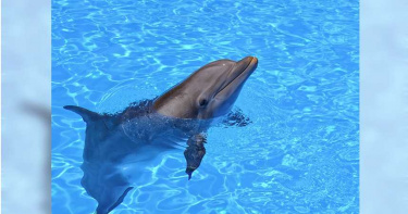 超逼真「海豚機器人」誕生 研究人員:盼取代表演秀…讓海洋動物回歸自然