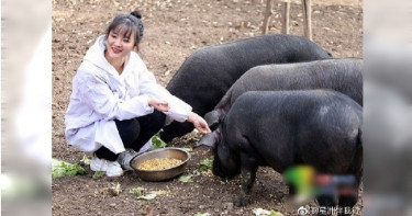 24歲正妹嫁妝「300頭豬」 網暴動喊:岳父好!