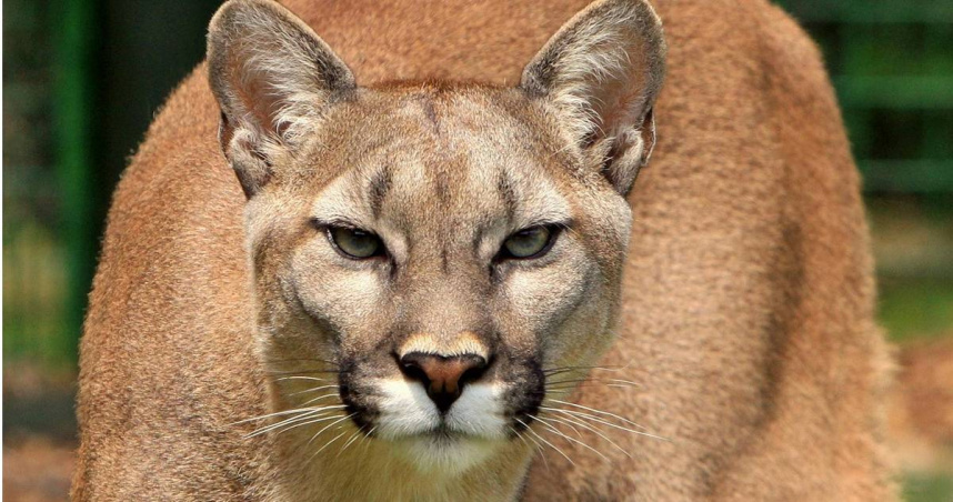 10歲男孩被美洲獅攻擊。（示意圖／Pexels）