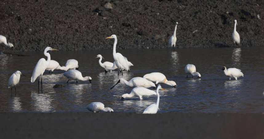 在已收成魚塭覓食的黑面琵鷺。（中華鳥會提供）
