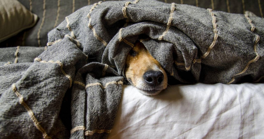 英婦控獸醫誤診差點安樂死愛犬，她怒花10萬治錯病。（示意圖／Pixabay）