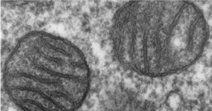 粒線體。（圖／翻攝自維基百科）