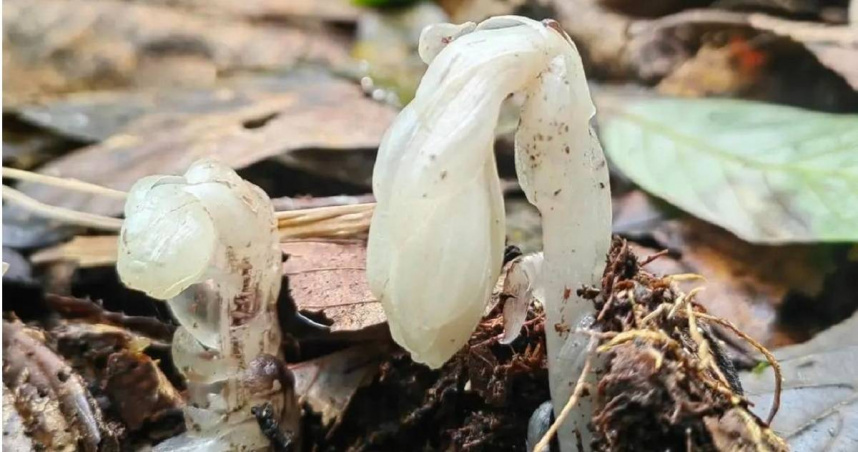 雲南哀牢山出現7株冥界之花。（圖／翻攝紅星新聞）