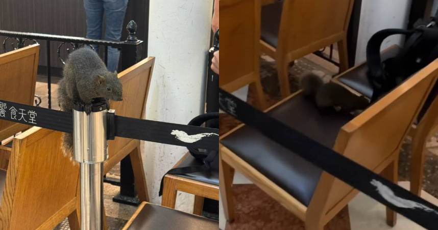 吃到飽餐廳外候位區驚見松鼠亂竄。（圖／Threads@briislyyy提供）