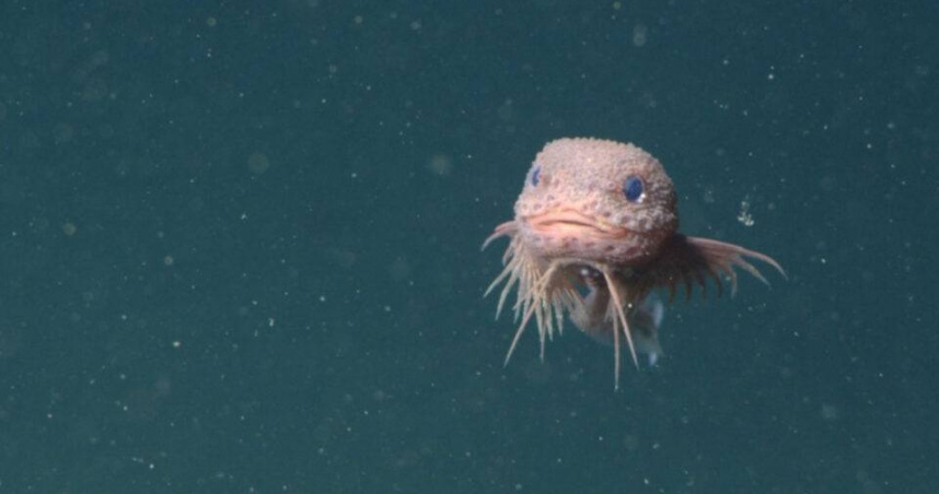 美國科學家近日利用水下機器人於加州沿岸深海發現3種全新蝸牛魚。（圖／翻攝自蒙特雷灣水族館研究所官網）