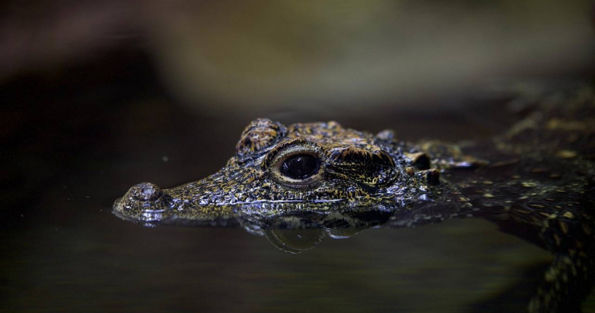鞍山永樂公園出現小鱷魚！園方懷疑是遊客私自放生，強調這類動物具有攻擊性。示意圖／Pixabay）
