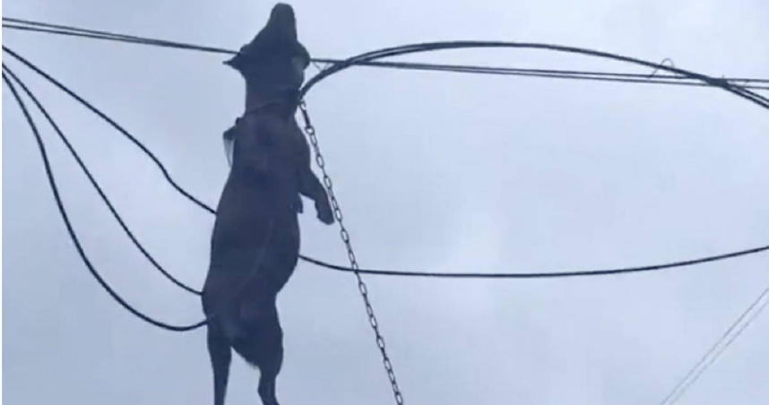 廣西居民飼養的獵犬在颱風夜被帳篷連同吹走，隔日發現吊掛在電線上身亡。（圖／翻攝自微博， 都市快報 ）