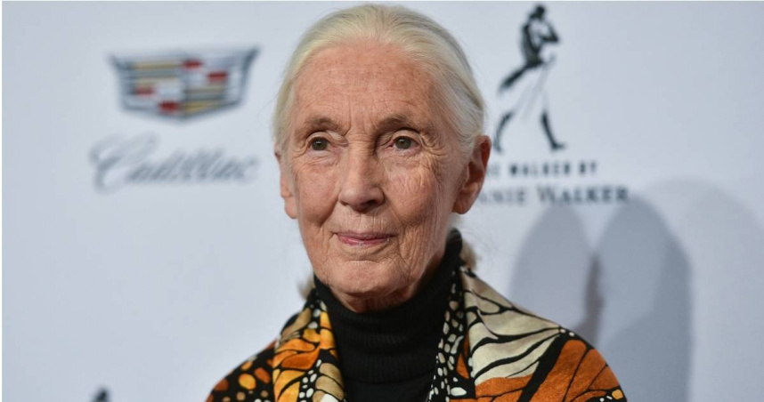 靈長類學家、環境保育先驅珍古德（Jane Goodall）。（圖／達志／美聯社）