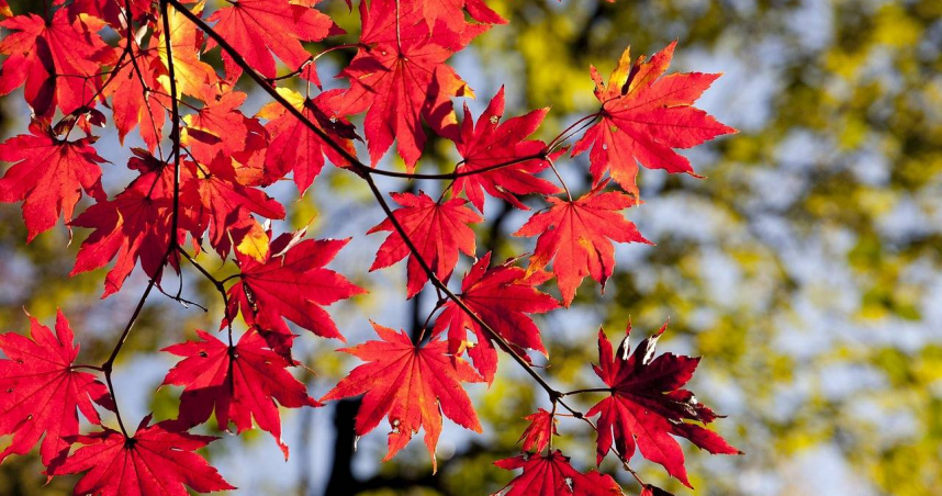 (示意圖/pixabay)
