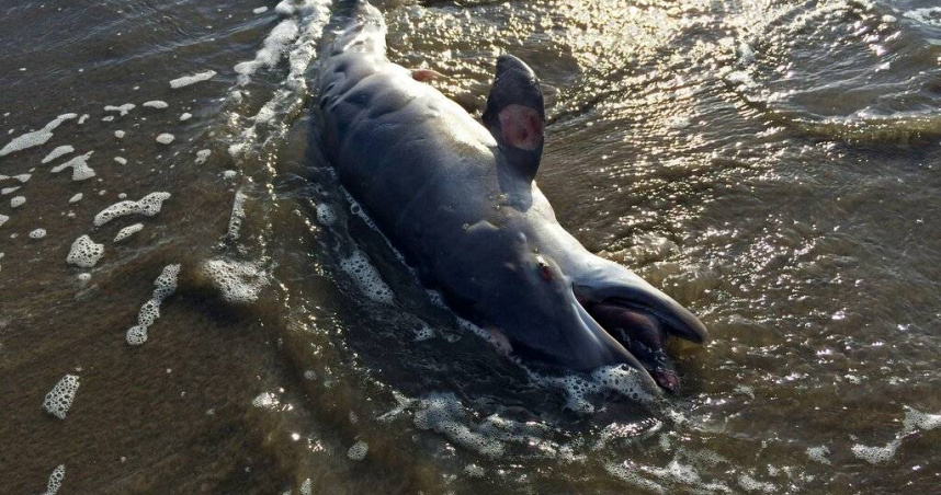 特費湖水溫飆破41度，超過一般熱水按摩池，造成超過百隻淡水海豚死亡，成為亞馬遜史上最嚴重熱害事件之一。（示意圖／達志／美聯社）