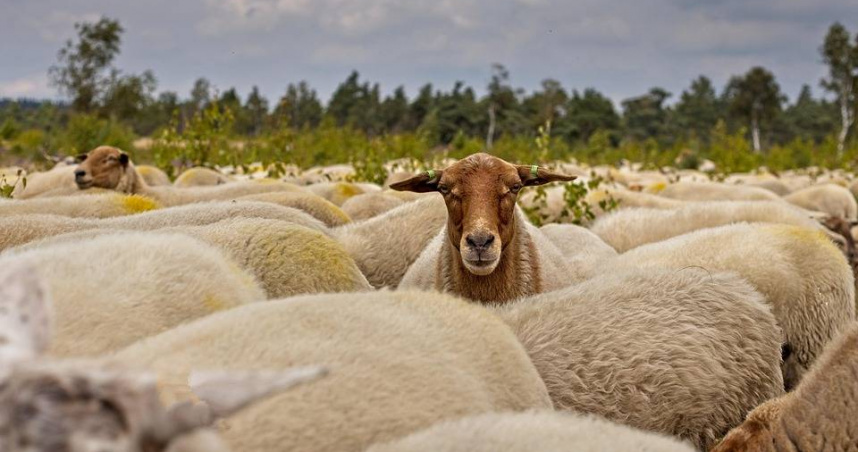 羊群大舉入侵Penny超市收銀台，畫面曝光後引發網友熱議。（圖／Pixabay）