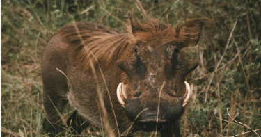 南韓仁川市甕津郡自去年下半年起，已連續接獲野豬出沒的通報。（示意圖／翻攝自pexels）