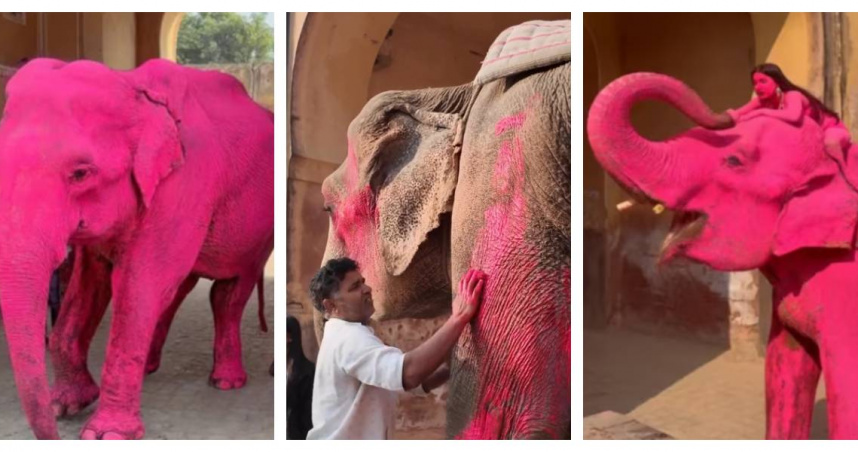 齋浦爾粉紅大象人體藝術攝影引發動物剝削爭議。（圖／翻攝自IG，julia.buruleva）