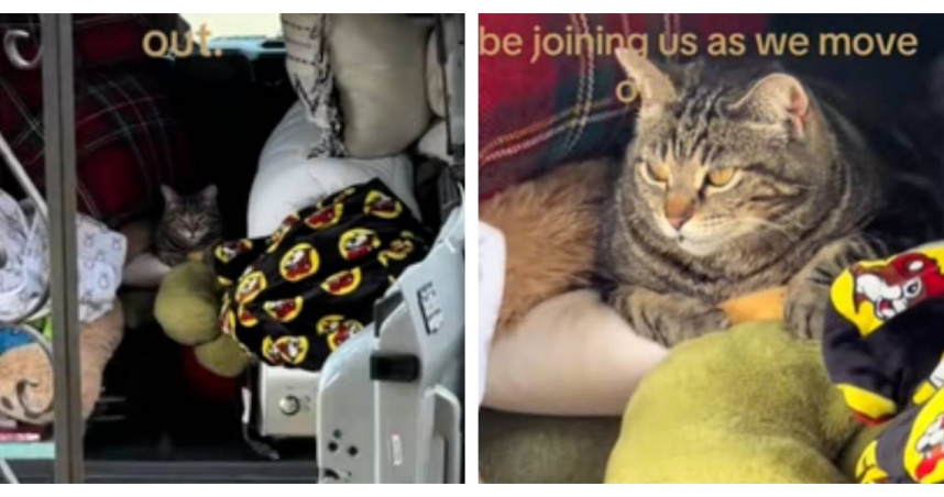 曾被前主人遺棄的流浪貓Snuggles，發現好心夫妻要搬家後，竟自己跳上搬家車不肯離開。（圖／翻攝TikTok，@breadcrumbs659）