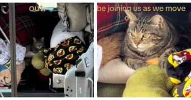 曾被前主人遺棄的流浪貓Snuggles，發現好心夫妻要搬家後，竟自己跳上搬家車不肯離開。（圖／翻攝TikTok，@breadcrumbs659）