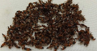 隱翅蟲密麻出沒!3天狂抓200多隻 高雄人:數量多到恐慌憂鬱