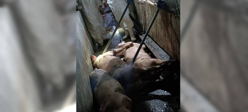 農業部22日上午10點緊急召開記者會，宣布台灣出現首例疑似非洲豬瘟案例。農業部長陳駿季指出，台中梧棲養豬場死亡豬隻驗到非洲豬瘟陽性反應，已預防性撲殺場內195頭豬隻，並啟動七項防疫作為，包括從22日12時起全國豬隻禁運禁宰5天，視後續狀況延長。