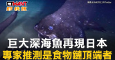 圖說-巨大深海魚再現日本　專家推測是食物鏈頂端者