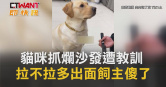 圖說-貓咪抓爛沙發遭教訓　拉不拉多出面飼主傻了
