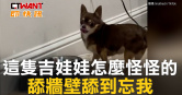 圖說-這隻吉娃娃怎麼怪怪的　舔牆壁舔到忘我