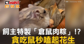 圖說-飼主特製倉鼠肉粽　貪吃鼠秒嗑起花生