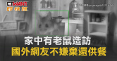 圖說-家中有老鼠造訪　國外網友不嫌棄還供餐