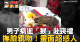 圖說-男子病逝「猴」赴喪禮　撫臉親吻！畫面超感人