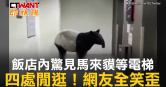 圖說-飯店內驚見馬來貘等電梯　四處閒逛！網友全笑歪