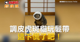 圖說-調皮虎斑貓玩髮帶　這下慌了吧！