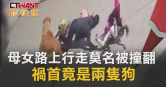 圖說-母女路上行走莫名被撞翻　禍首竟是兩隻狗