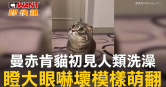圖說-曼赤肯貓初見人類洗澡  瞪大眼嚇壞模樣萌翻