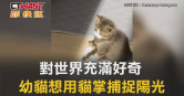 圖說-對世界充滿好奇　幼貓想用貓掌捕捉陽光