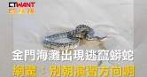 圖說-金門海灘出現逃竄蟒蛇　網驚：別朝演習方向啊